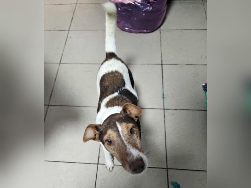 ♥ALBERTO♥ fröhlicher, aktiver, sehr anhänglicher und verschmuster kleiner Kerl 25-30 cm