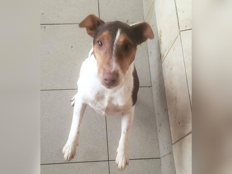 ♥ALBERTO♥ fröhlicher, aktiver, sehr anhänglicher und verschmuster kleiner Kerl 25-30 cm