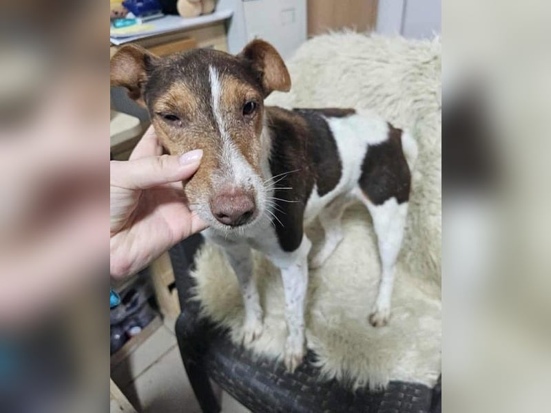 ♥ALBERTO♥ fröhlicher, aktiver, sehr anhänglicher und verschmuster kleiner Kerl 25-30 cm