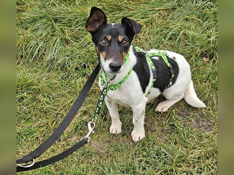 Marcella ist sportlich und schlau (61184 Karben)