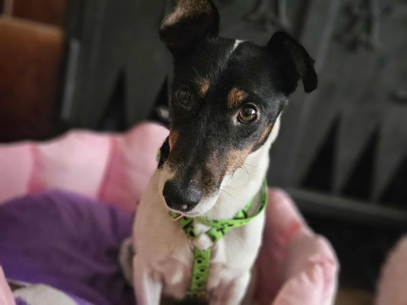 Marcella ist sportlich und schlau (61184 Karben)