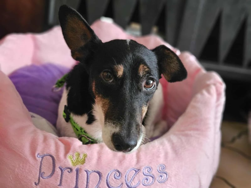 Marcella ist sportlich und schlau (61184 Karben)