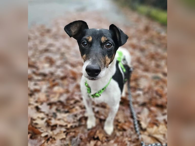 Marcella ist sportlich und schlau (61184 Karben)