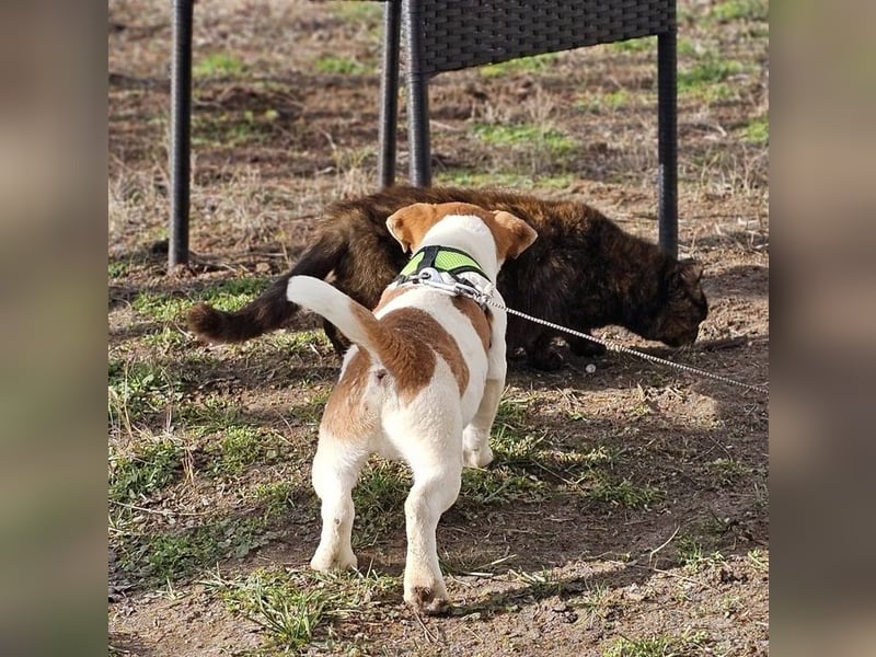 Karslson ist ein aufgeweckter Hundejunge