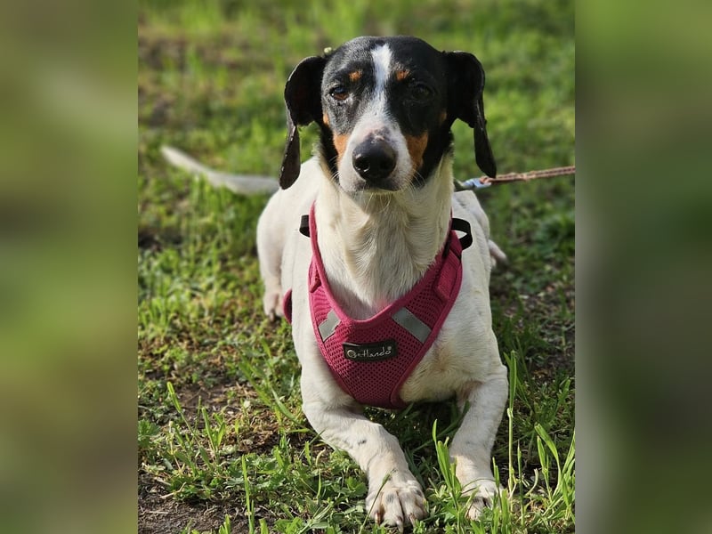 Marti ist agil und gelehrig