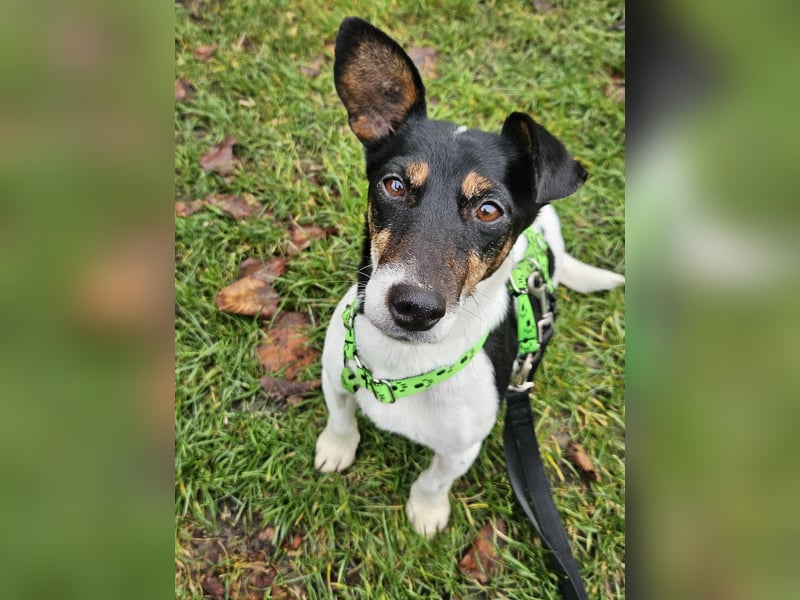 Marcella ist sportlich und schlau (61184 Karben)