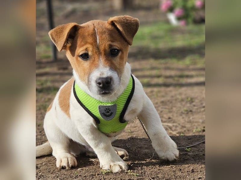 Karslson ist ein aufgeweckter Hundejunge