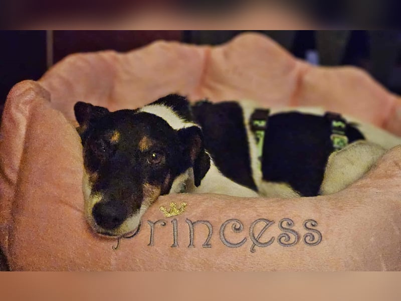 Marcella ist sportlich und schlau (61184 Karben)