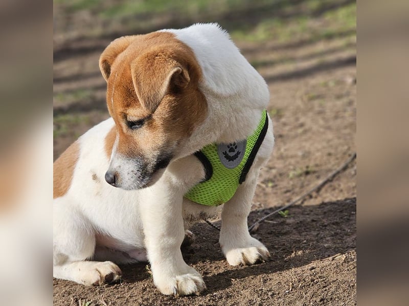 Karslson ist ein aufgeweckter Hundejunge