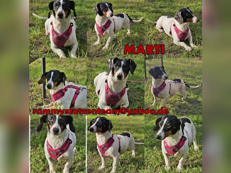 Marti ist agil und gelehrig