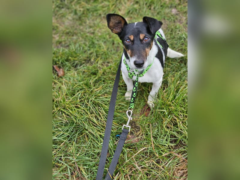 Marcella ist sportlich und schlau (61184 Karben)