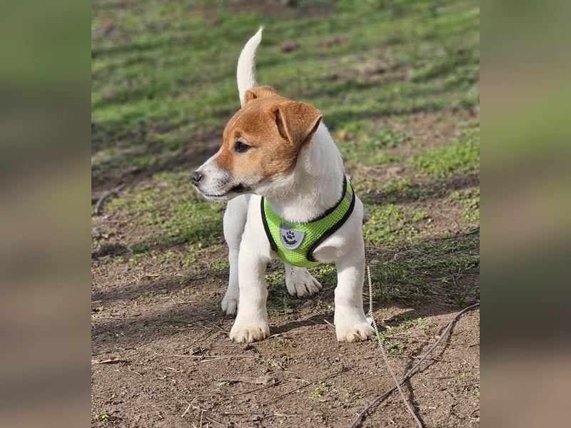 Karslson ist ein aufgeweckter Hundejunge