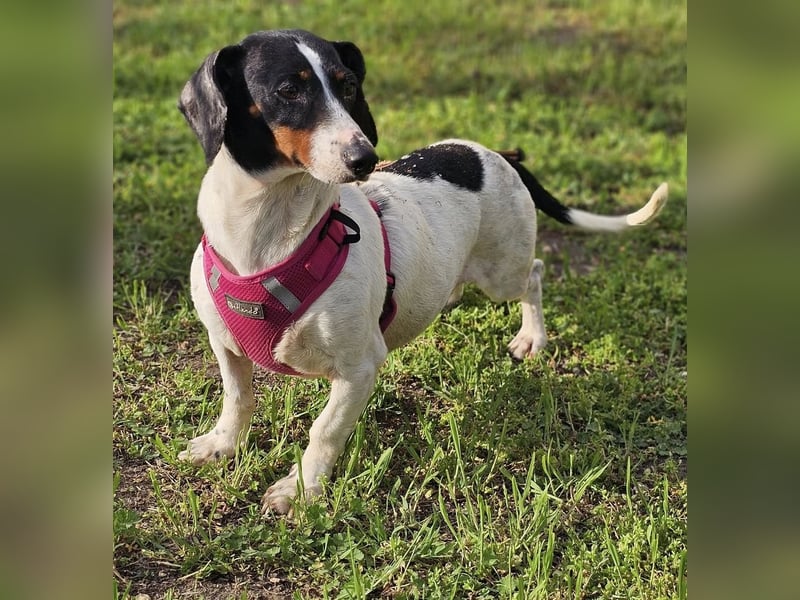 Marti ist agil und gelehrig