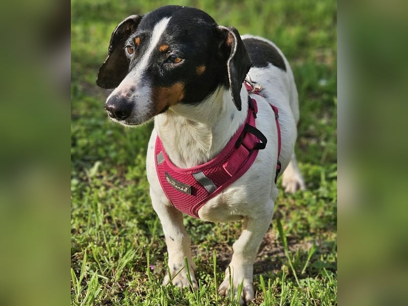 Marti ist agil und gelehrig