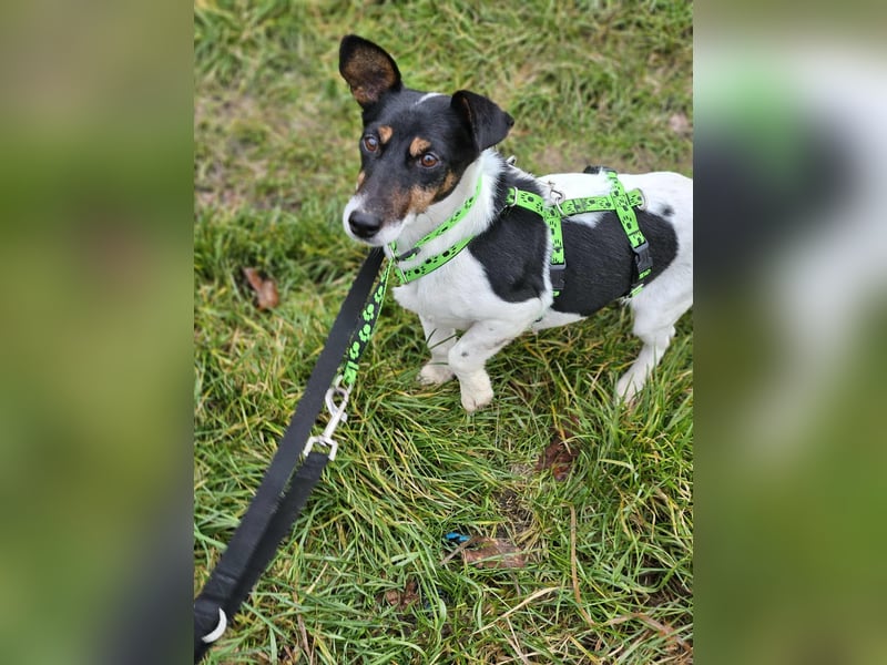 Marcella ist sportlich und schlau (61184 Karben)