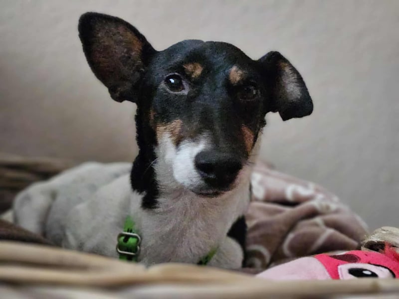 Marcella ist sportlich und schlau (61184 Karben)