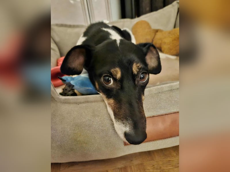 Marcella ist sportlich und schlau (61184 Karben)