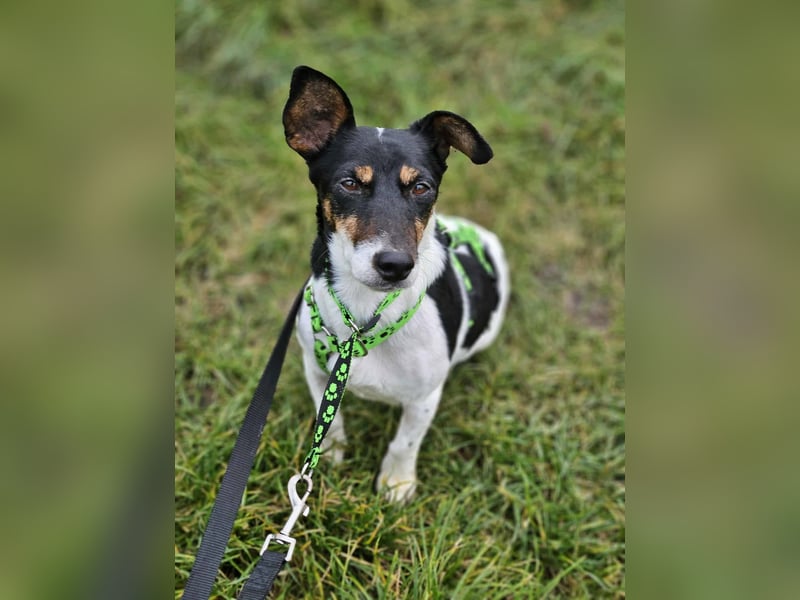 Marcella ist sportlich und schlau (61184 Karben)