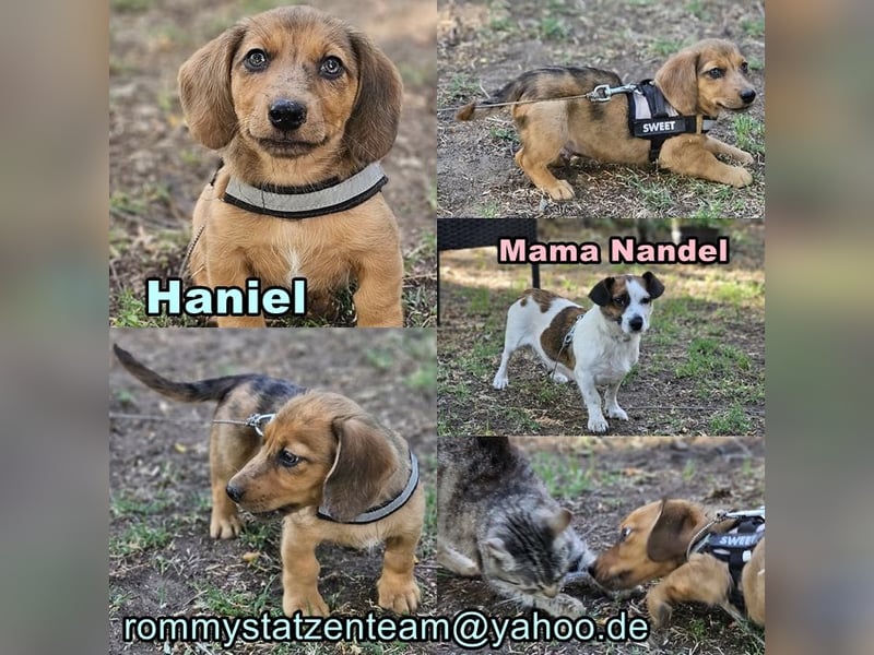 Haniel ist ein kleiner Draufgänger