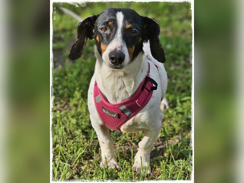 Marti ist agil und gelehrig