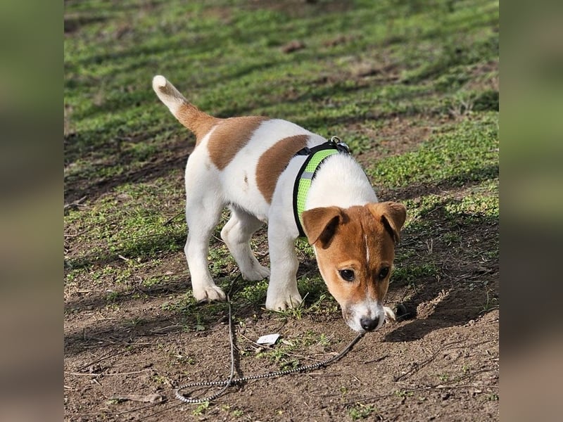 Karslson ist ein aufgeweckter Hundejunge