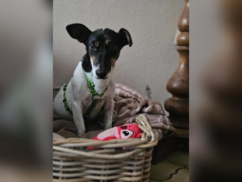 Marcella ist sportlich und schlau (61184 Karben)