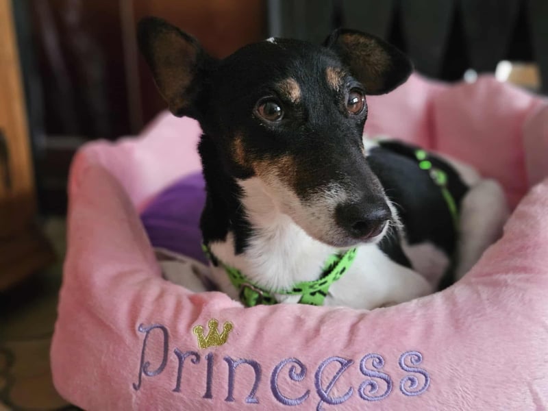 Marcella ist sportlich und schlau (61184 Karben)