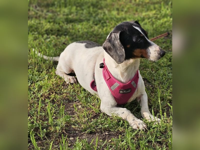 Marti ist agil und gelehrig