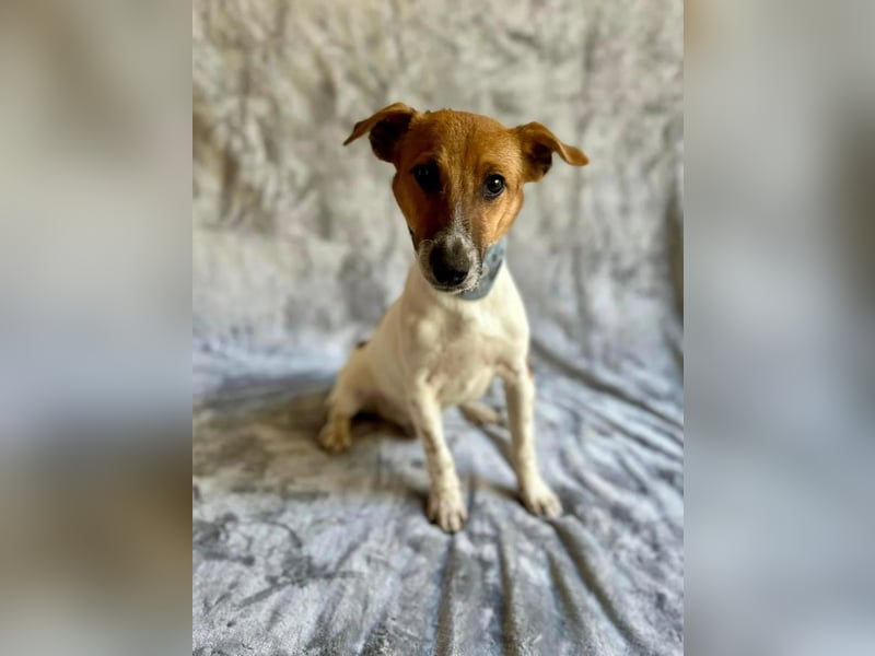 O'Connor - Klitzekleiner, liebevoller Jack Russell, 8Mon., kastriert
