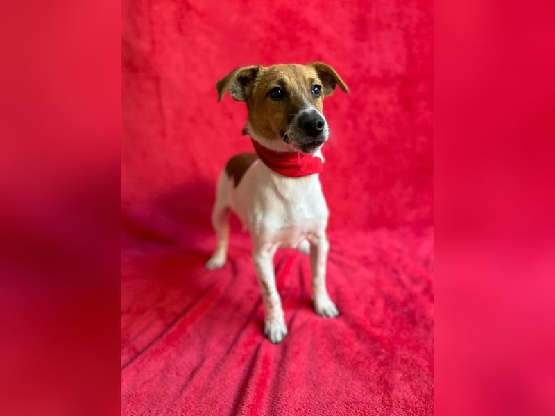 O'Connor - Klitzekleiner, liebevoller Jack Russell, 8Mon., kastriert