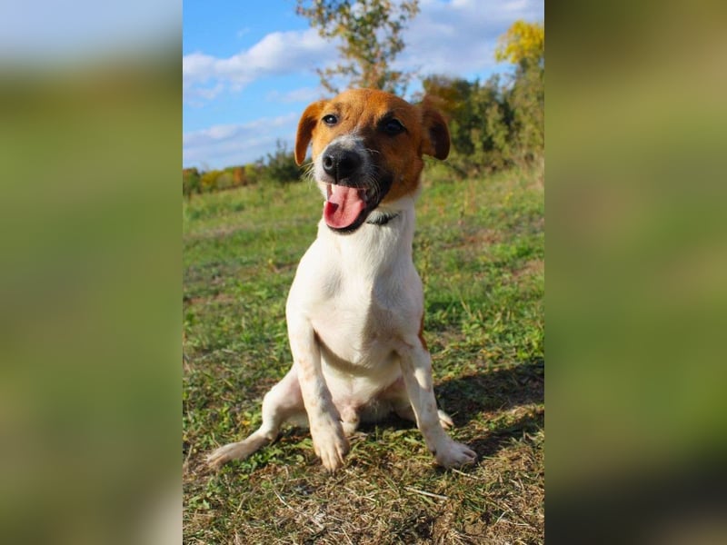 O'Connor - Klitzekleiner, liebevoller Jack Russell, 8Mon., kastriert
