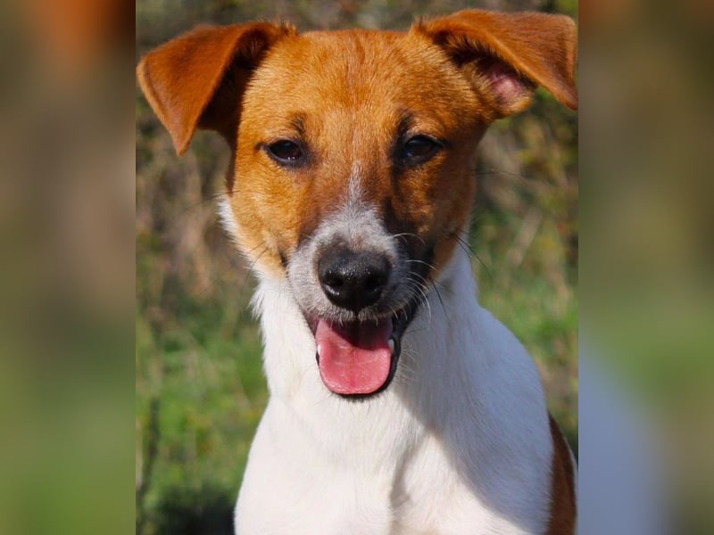 O'Connor - Klitzekleiner, liebevoller Jack Russell, 8Mon., kastriert