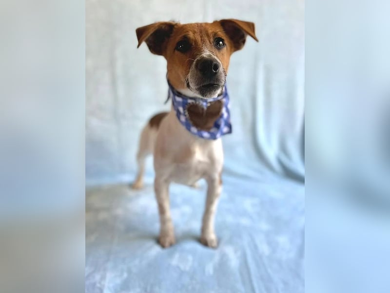 O'Connor - Klitzekleiner, liebevoller Jack Russell, 8Mon., kastriert