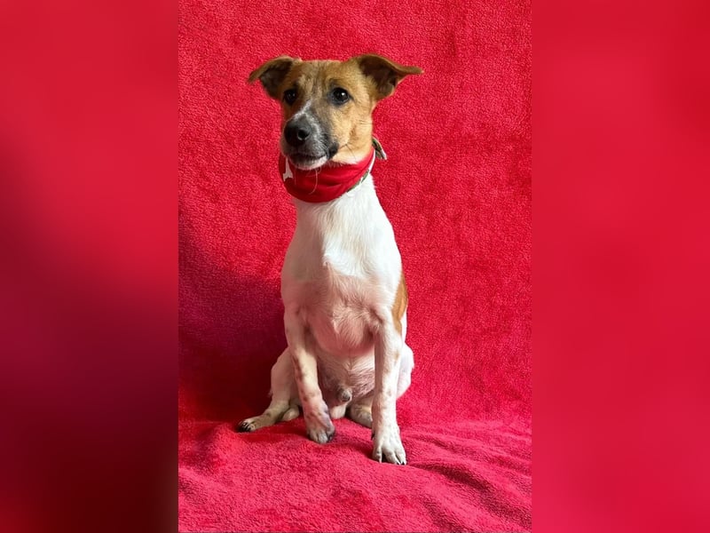 O'Connor - Klitzekleiner, liebevoller Jack Russell, 8Mon., kastriert