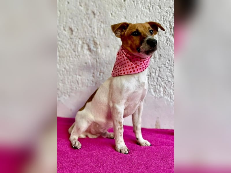 O'Connor - Klitzekleiner, liebevoller Jack Russell, 8Mon., kastriert