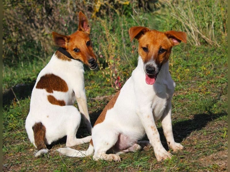 O'Connor - Klitzekleiner, liebevoller Jack Russell, 8Mon., kastriert