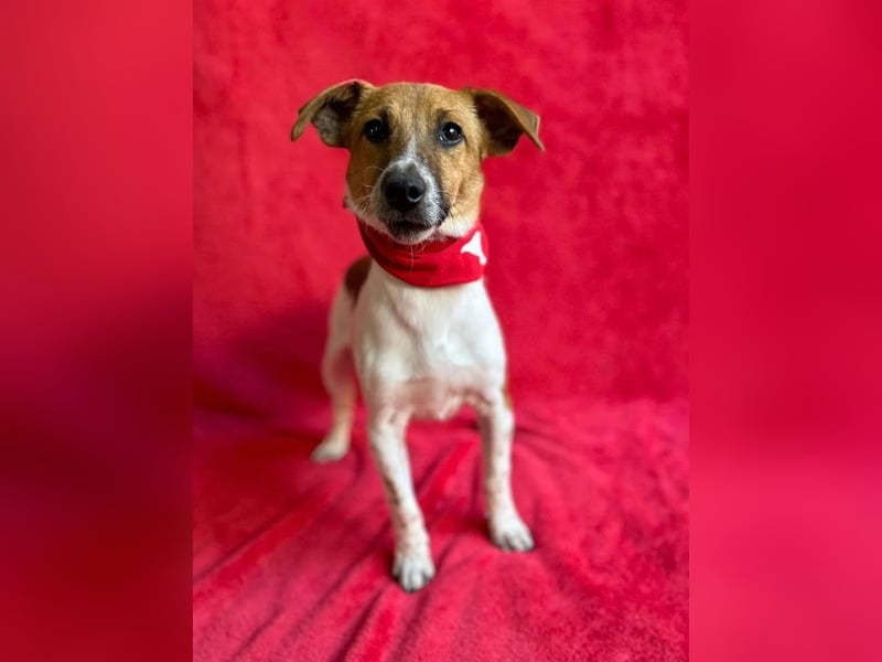 O'Connor - Klitzekleiner, liebevoller Jack Russell, 8Mon., kastriert