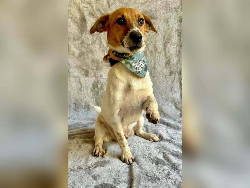 O'Connor - Klitzekleiner, liebevoller Jack Russell, 8Mon., kastriert