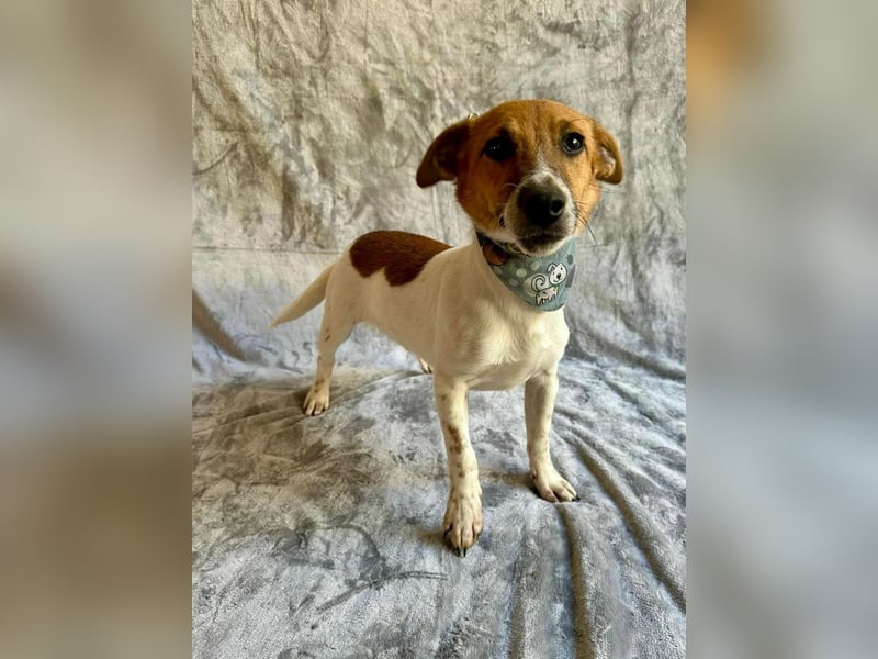 O'Connor - Klitzekleiner, liebevoller Jack Russell, 8Mon., kastriert