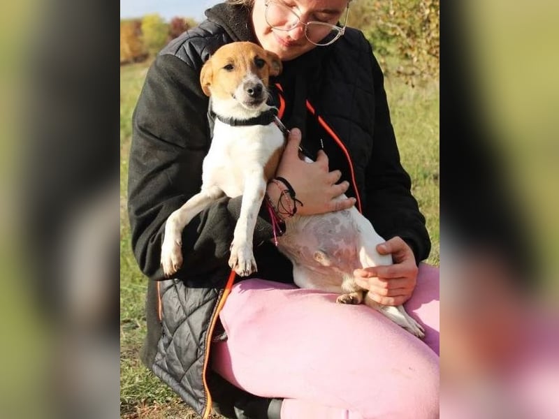 O'Connor - Klitzekleiner, liebevoller Jack Russell, 8Mon., kastriert