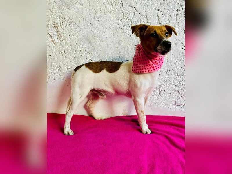 O'Connor - Klitzekleiner, liebevoller Jack Russell, 8Mon., kastriert