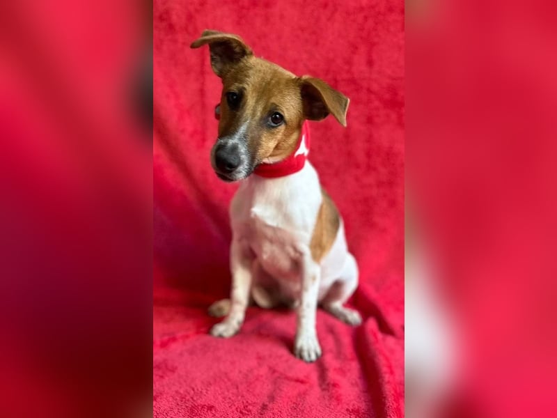 O'Connor - Klitzekleiner, liebevoller Jack Russell, 8Mon., kastriert
