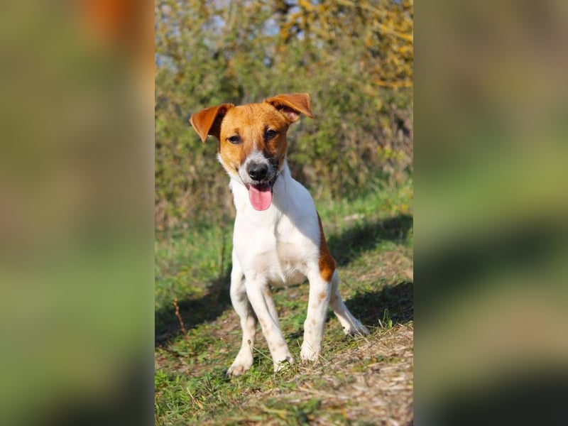 O'Connor - Klitzekleiner, liebevoller Jack Russell, 8Mon., kastriert
