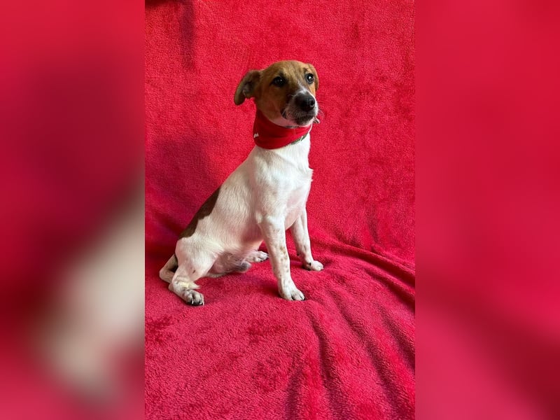O'Connor - Klitzekleiner, liebevoller Jack Russell, 8Mon., kastriert