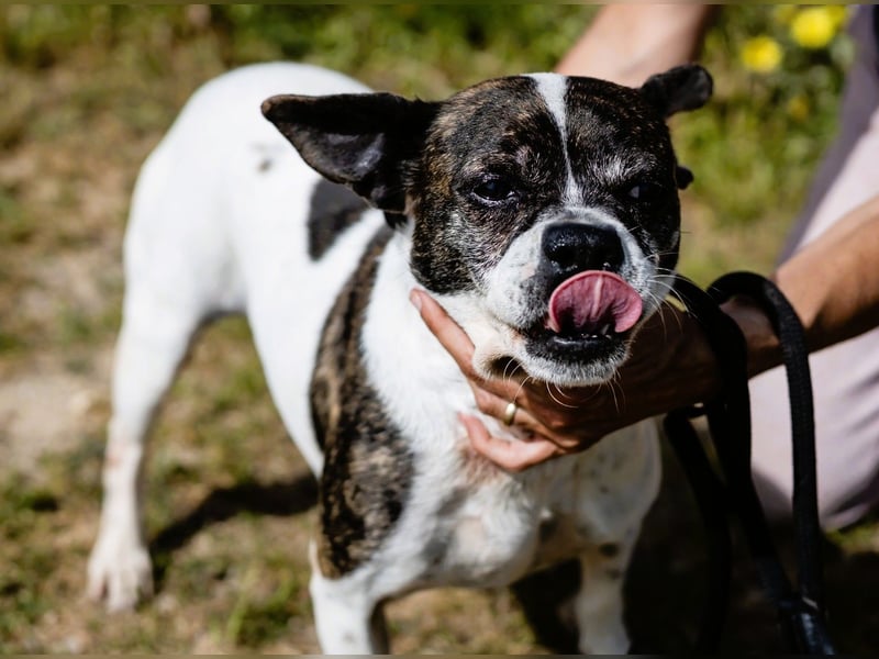 Typisch Frohnatur ♦️I Z Z Y ♦️ in der Cantinho da Milu ⏳ 1/2026