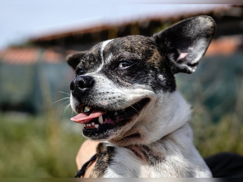 Typisch Frohnatur ♦️I Z Z Y ♦️ in der Cantinho da Milu ⏳ 1/2026