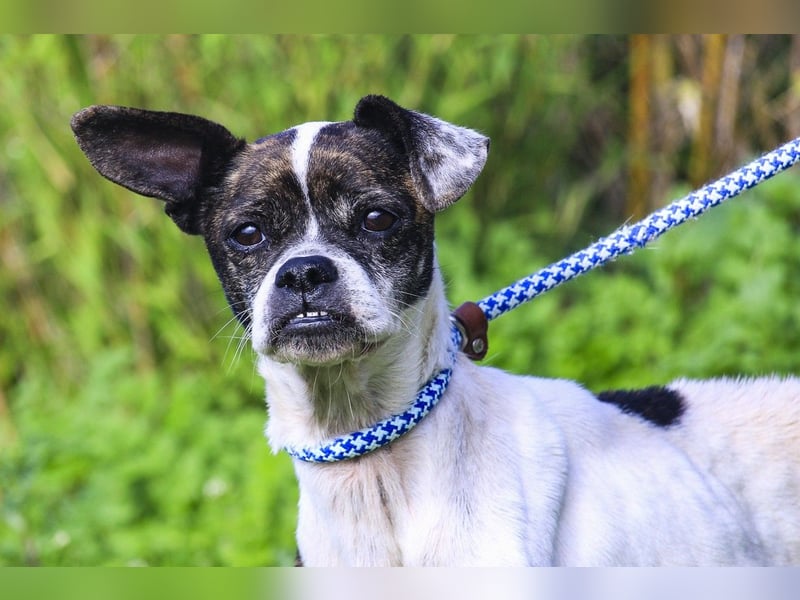 Typisch Frohnatur ♦️I Z Z Y ♦️ in der Cantinho da Milu ⏳ 1/2026