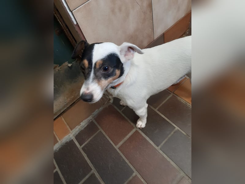 Jolly Jumper (auf Pflegestelle in Süderbrarup)