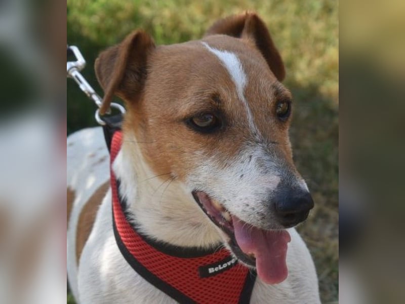 Judy Marie kleine aktive Hundedame