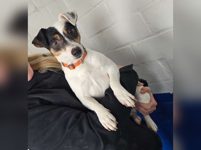 Jolly Jumper (auf Pflegestelle in Süderbrarup)